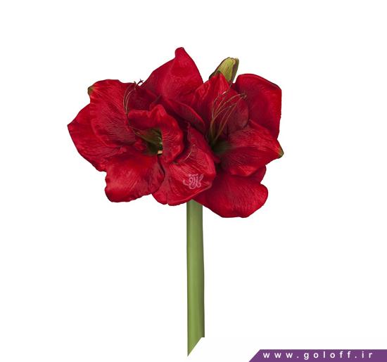فروش گل آنلاین - گل نسرین وایگِل - Amaryllis | گل آف
